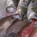 peixes