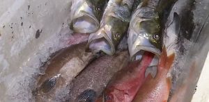 peixes