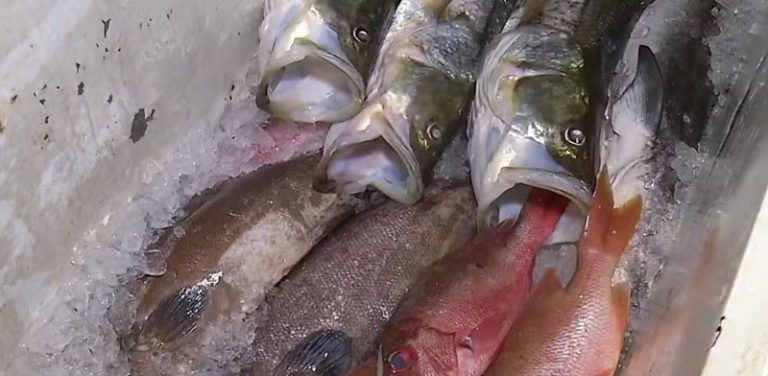 peixes